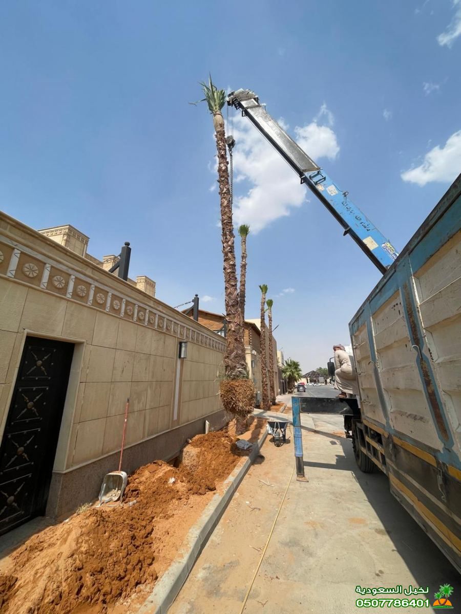 مورد نخيل معتمد بالرياض – نخيل صحي ومضمون من مؤسسة نخيل السعودية